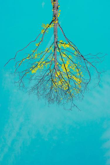 Print of Contemporary Tree Photography by Anna Biletska