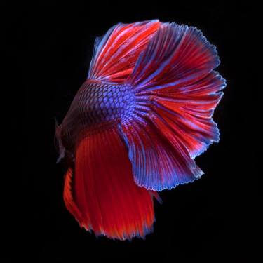 Original Fine Art Fish Photography by Michael Filonow