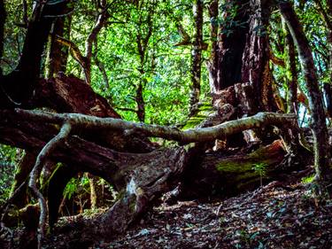 Original Abstract Expressionism Nature Photography by Rushad Bhesania