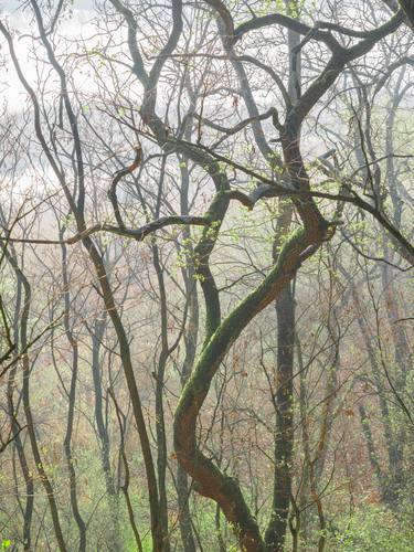 Original Fine Art Tree Photography by Larissa Kiria