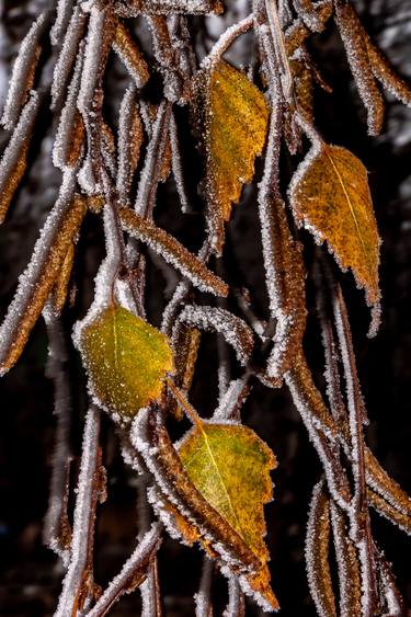 Original Abstract Tree Photography by Larissa Kiria