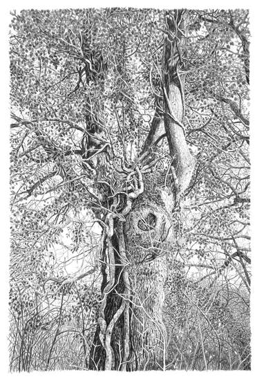 Original Figurative Tree Drawings by Frédéric Jammes