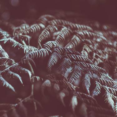 Original Abstract Tree Photography by Veronica Montesdeoca