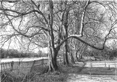 Original Figurative Tree Drawings by Andrew Mitchell