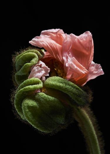 Original Conceptual Floral Photography by Francesco Dolfo