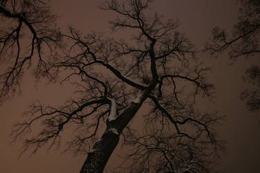 Original Fine Art Tree Photography by Svitlana Moiseienko