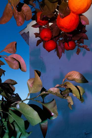 Original Classicism Botanic Photography by William Joe Josephs Radford