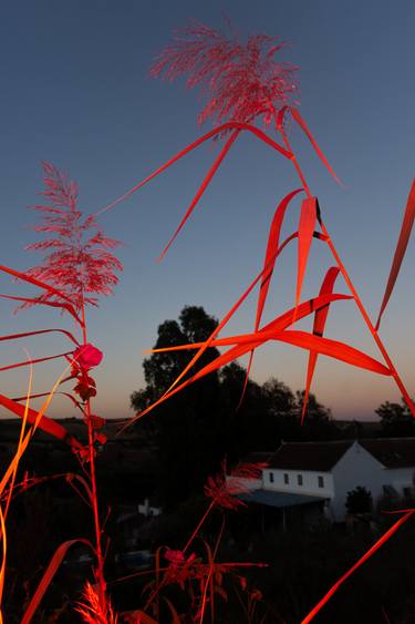 Print of Conceptual Garden Photography by William Joe Josephs Radford