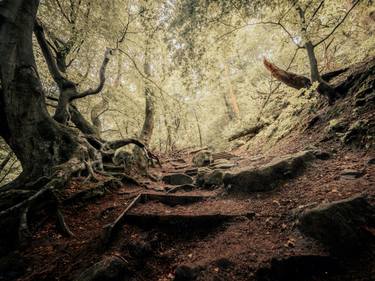 Original Documentary Tree Photography by Neil Maccormack