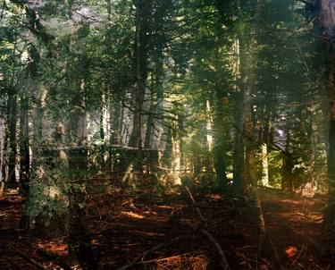 Original Conceptual Tree Photography by Martin Ecker
