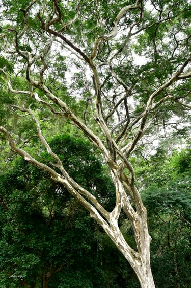 Original Contemporary Tree Photography by Martiniano Ferraz