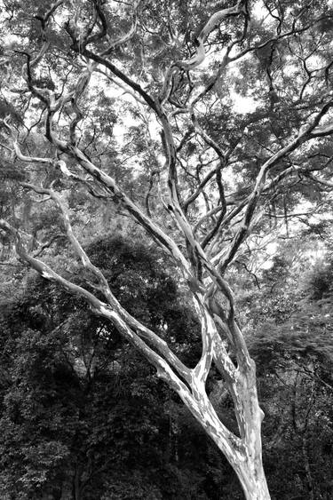 Original Contemporary Tree Photography by Martiniano Ferraz