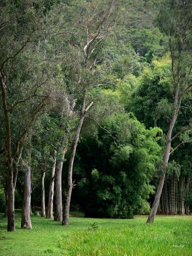 Original Contemporary Tree Photography by Martiniano Ferraz