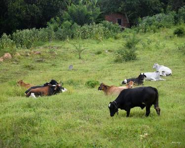 Original Contemporary Rural Life Photography by Martiniano Ferraz