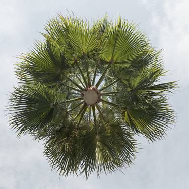 Original Fine Art Tree Photography by Jochen Leisinger
