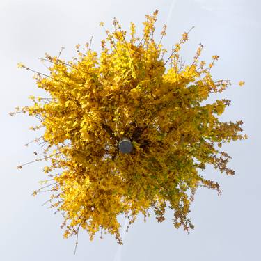 Original Fine Art Tree Photography by Jochen Leisinger
