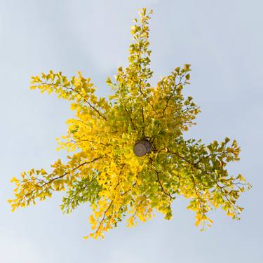 Original Fine Art Tree Photography by Jochen Leisinger