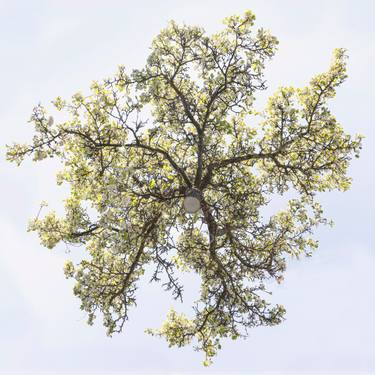 Original Fine Art Tree Photography by Jochen Leisinger
