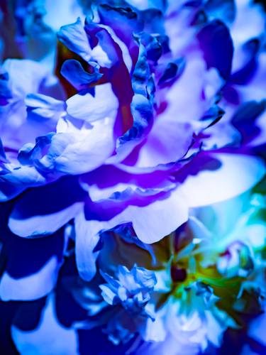 Original Conceptual Floral Photography by Ludovic Roy