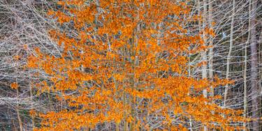 Original Fine Art Tree Photography by Bernard Werner