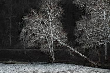 Original Fine Art Tree Photography by Bernard Werner