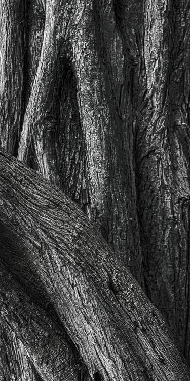 Original Abstract Tree Photography by Bernard Werner