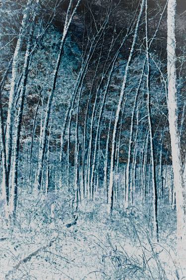 Print of Fine Art Tree Photography by Bernard Werner