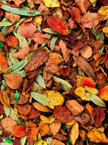 Original Art Deco Nature Photography by Brandon Humphrey