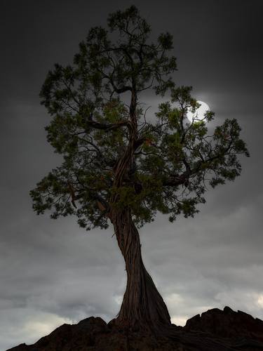 Original Fine Art Tree Photography by Nick Psomiadis