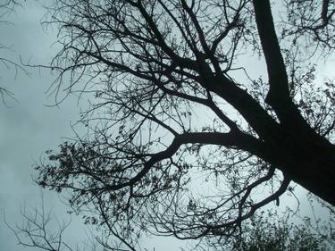 Original Expressionism Tree Photography by Kleoniki Vanos