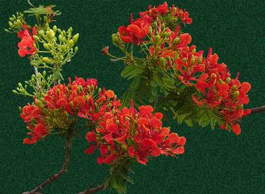 Original Photorealism Botanic Printmaking by Sally Maltby