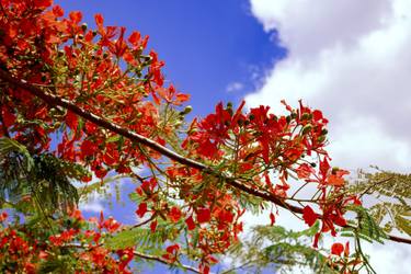 Original Photorealism Garden Photography by Sergio  Cerezer