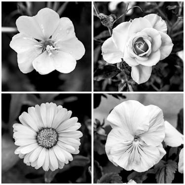 Original Conceptual Garden Photography by Sergio  Cerezer
