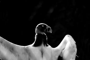 Original Conceptual Animal Photography by Sergio  Cerezer