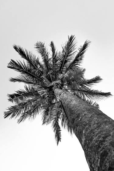Original Conceptual Tree Photography by Sergio  Cerezer