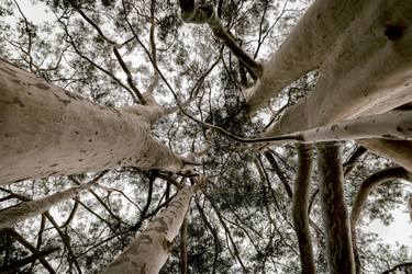 Original Conceptual Tree Photography by Sergio  Cerezer