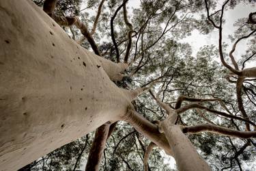 Original Conceptual Tree Photography by Sergio  Cerezer