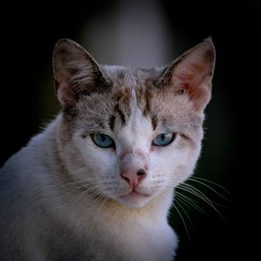 Original Conceptual Animal Photography by Sergio  Cerezer