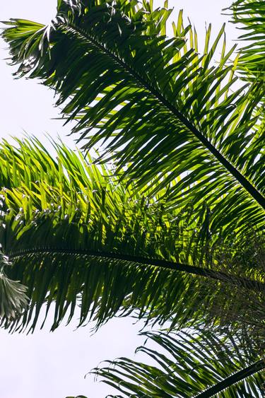 Original Conceptual Tree Photography by Sergio  Cerezer