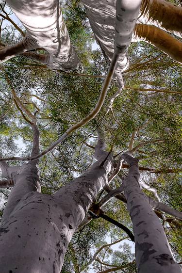 Print of Conceptual Botanic Photography by Sergio  Cerezer