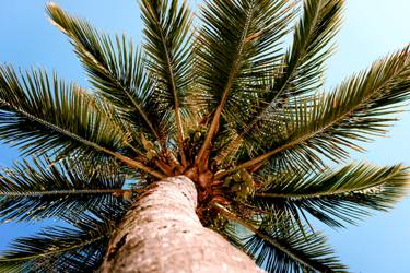 Original Conceptual Tree Photography by Sergio  Cerezer