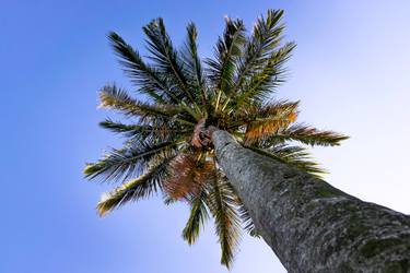 Original Conceptual Tree Photography by Sergio  Cerezer