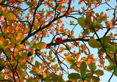 Original Abstract Expressionism Tree Photography by Sergio  Cerezer