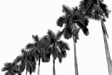 Original Conceptual Tree Photography by Sergio  Cerezer
