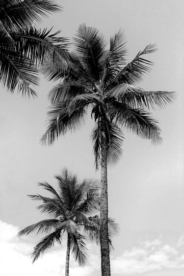 Original Conceptual Tree Photography by Sergio  Cerezer