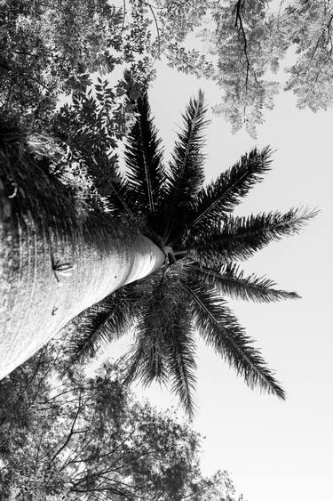 Original Conceptual Tree Photography by Sergio  Cerezer