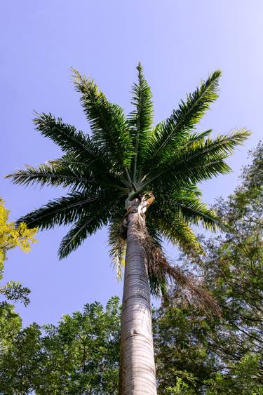 Original Conceptual Tree Photography by Sergio  Cerezer