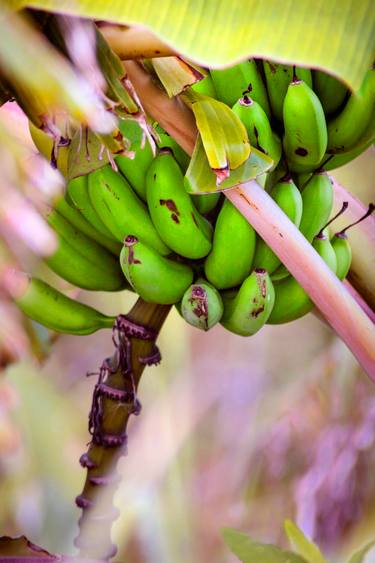 Original Digital Art Food & Drink Photography by Sergio  Cerezer