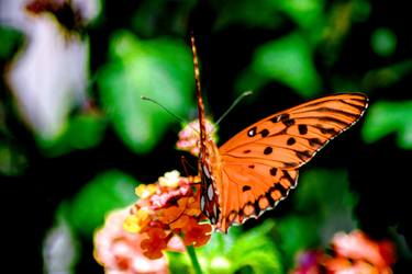 Original Digital Art Garden Photography by Sergio  Cerezer