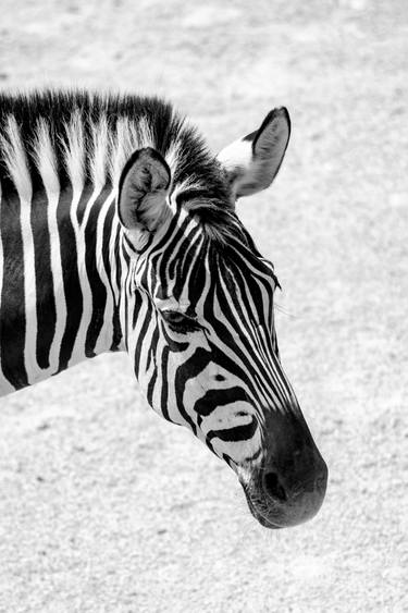 Original Abstract Expressionism Animal Photography by Sergio  Cerezer